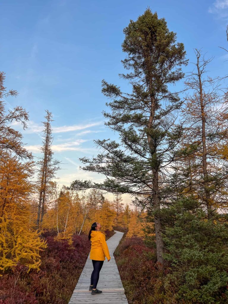 Alina looking up at a tall pine tree in the Mer Bleue Bog. She is wearing a yellow rain jacket and she is standing on a boardwalk with yellow hemlock trees in the background.