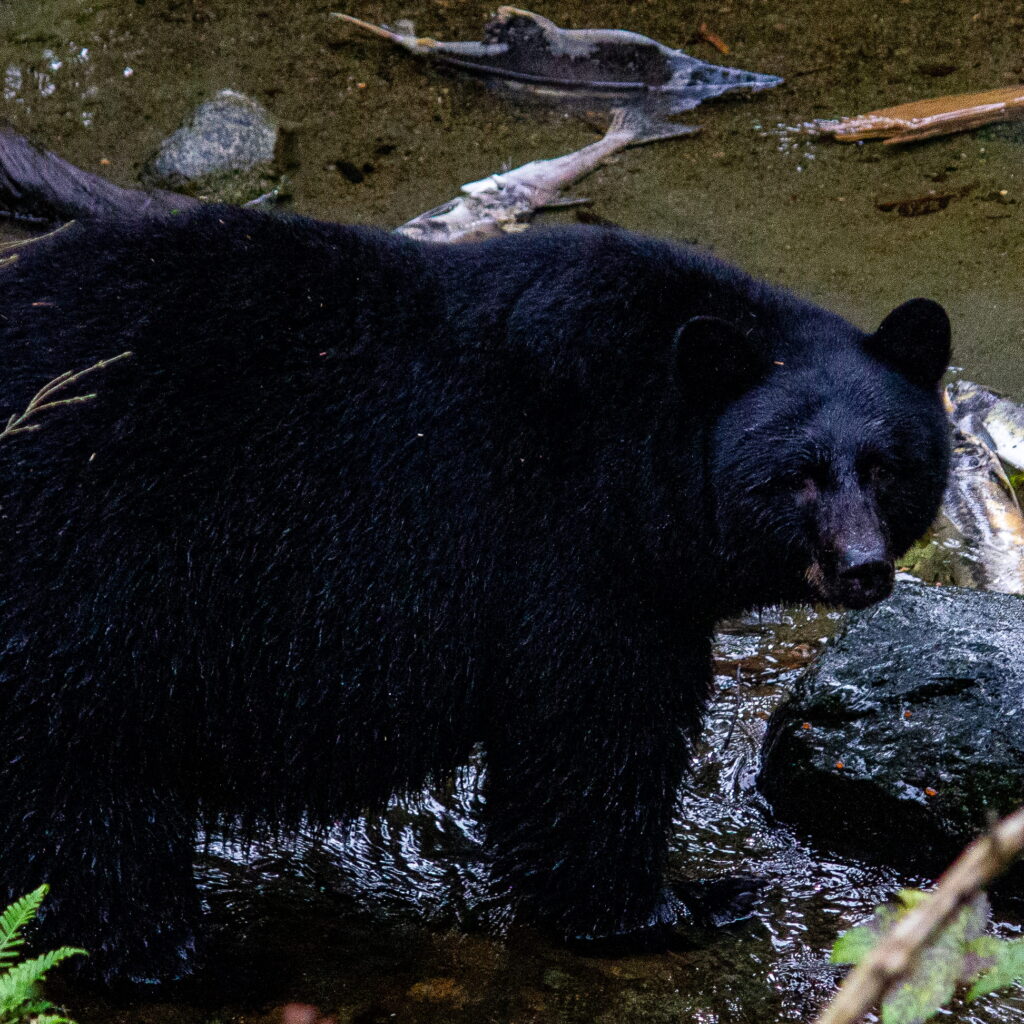 A black bear looking at the camera in Ketchikan, Alaska.
