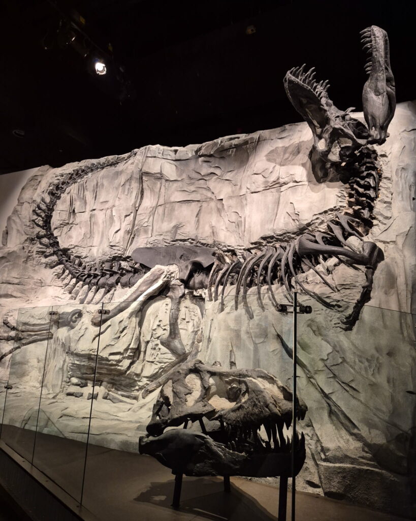 "Black Beauty" one of the most complete tyrannosaurus rex statues in the world. She is mounted on a stone wall in the "death pose", with an arched neck, back, and tail. In front is the real t-rex skull.