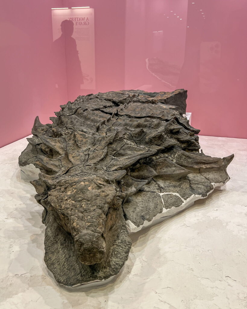 "Borealopelta markmitchelli" the most complete armoured dinosaur fossil in the world.
