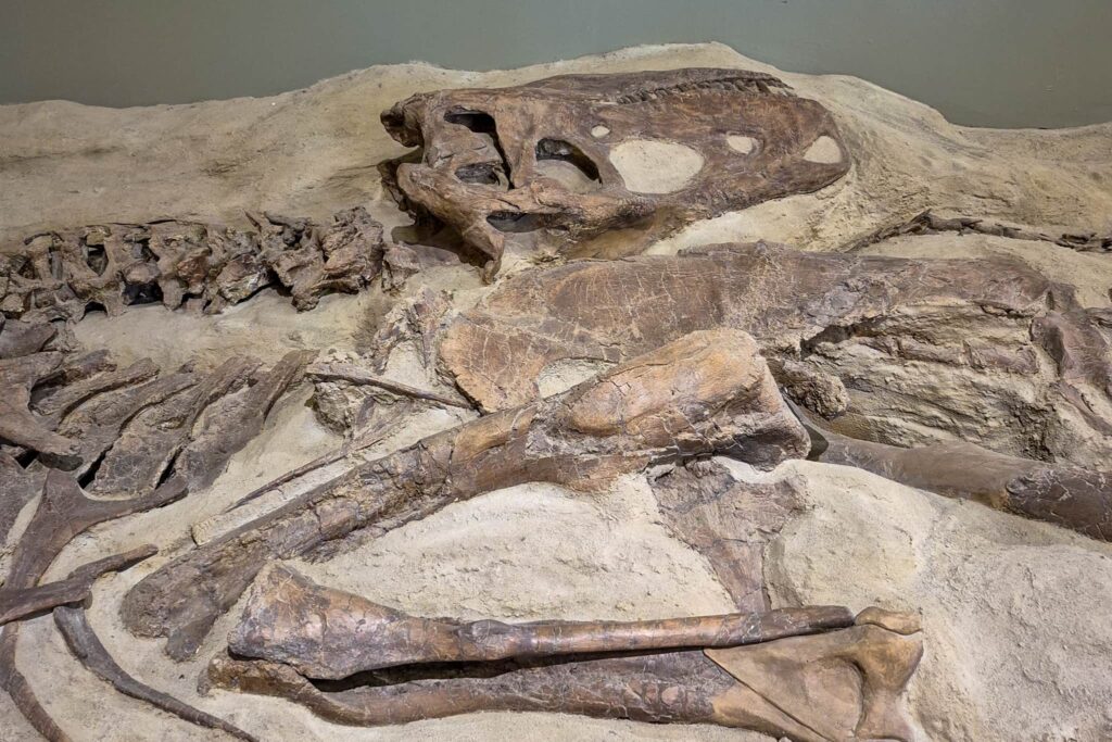 Dinosaur fossil remains in Dinosaur Visitor Centre