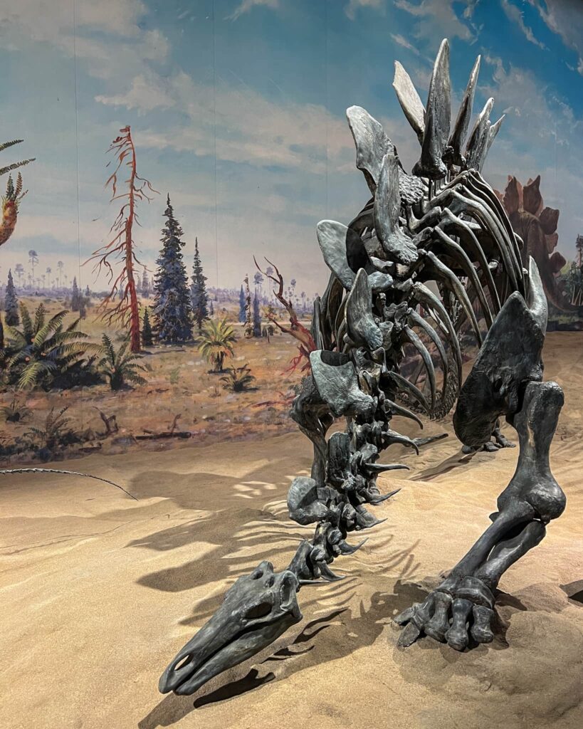A stegosaurs skeleton inside the Royal Tyrrell Museum.