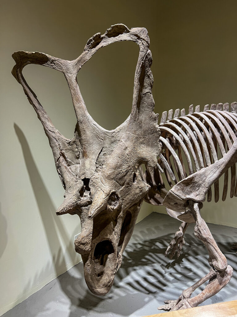 An articulated skeleton fossil of a triceratops-like dinosaur in the Dinosaur Provincial Park Visitor Centre.