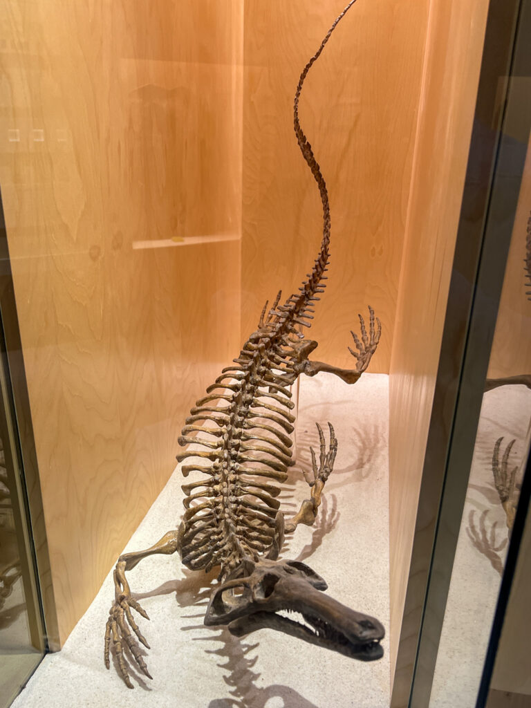 A crocodile-like dinosaur skeleton in the Dinosaur Visitor Centre.