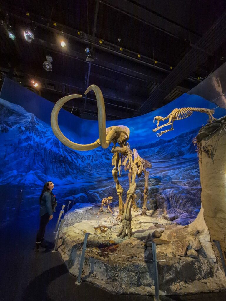 Alina looking at a wooly mammoth skeleton that is being attacked by two saber-toothed tiger skeletons.