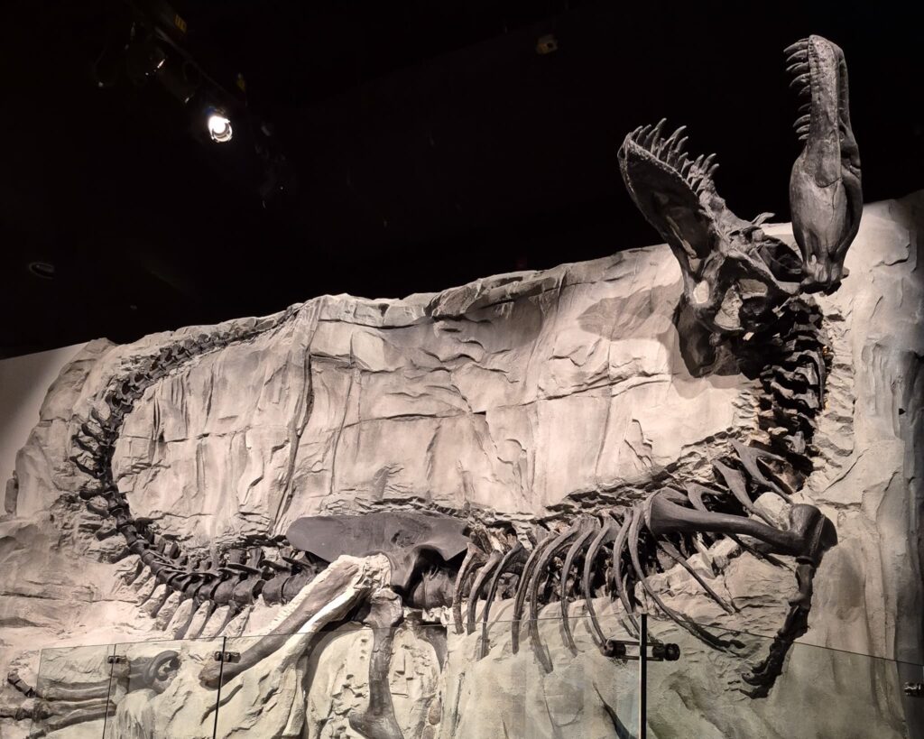A t-rex specimen called "Black Beauty" in the Royal Tyrrell Museum. Her bones are black and she is in the death pose.