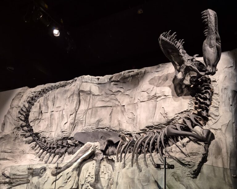 A t-rex specimen called "Black Beauty" in the Royal Tyrrell Museum. Her bones are black and she is in the death pose.