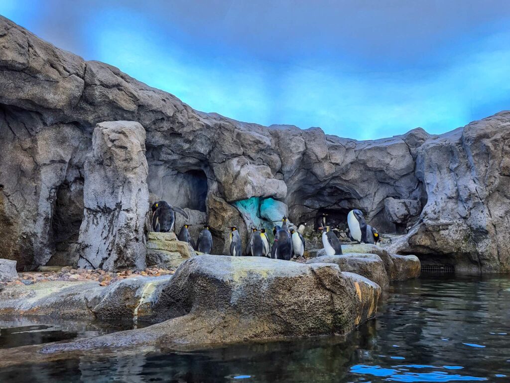 A flock penguins at the Calgary Zoo. They are mostly emperor penguins but there are some other species too.