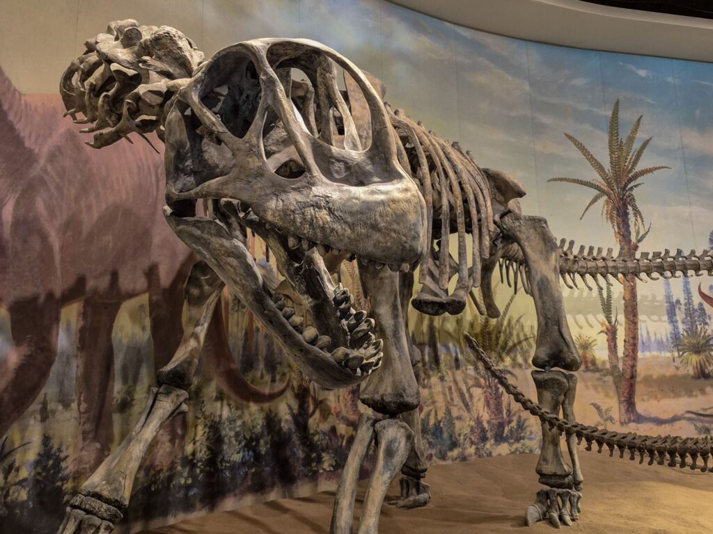 A herbivore dinosaur full cast skeleton, probably a brontosaurus