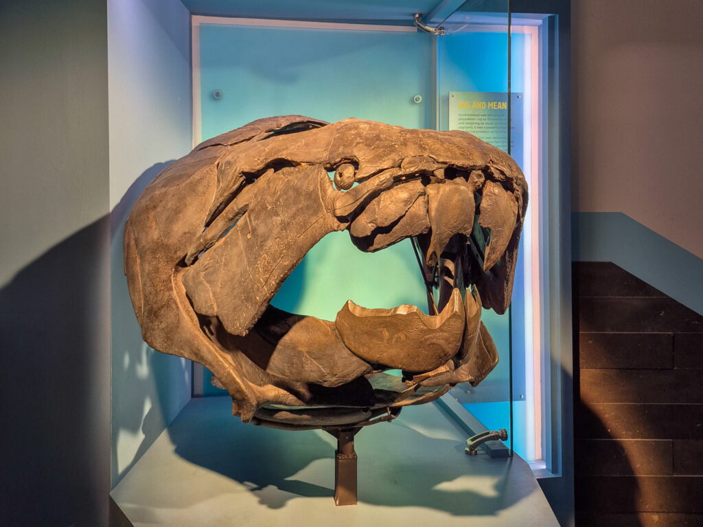 A dunkleosteus, an extinct fish that existed during the Devonian period. This model just shows its head and giant teeth.