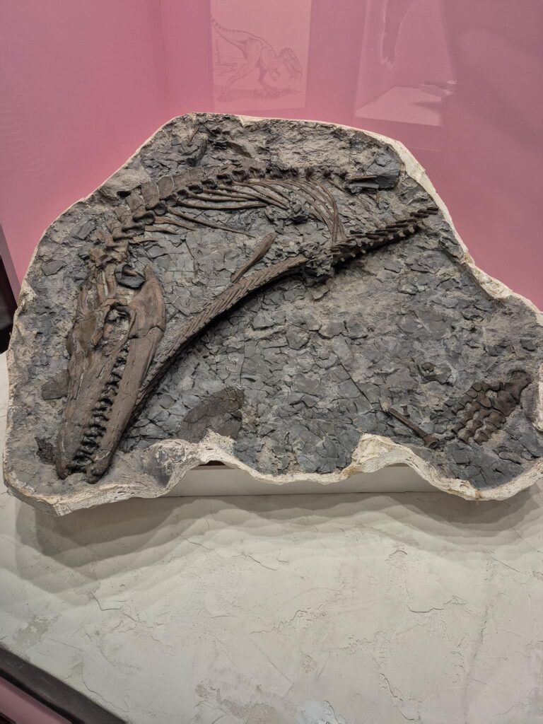 A mosasaur specimen at the Royal Tyrrell Museum that is incredibly well preserved.