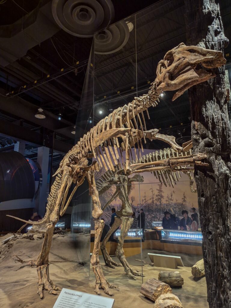 A prosaurolophus in the Dinosaur Hall at the Royal Tyrrell Museum.
