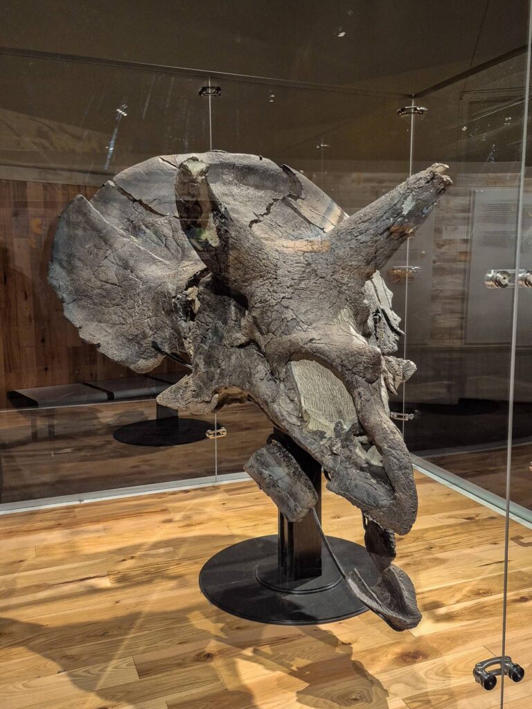 The most complete triceratops skull found in Canada