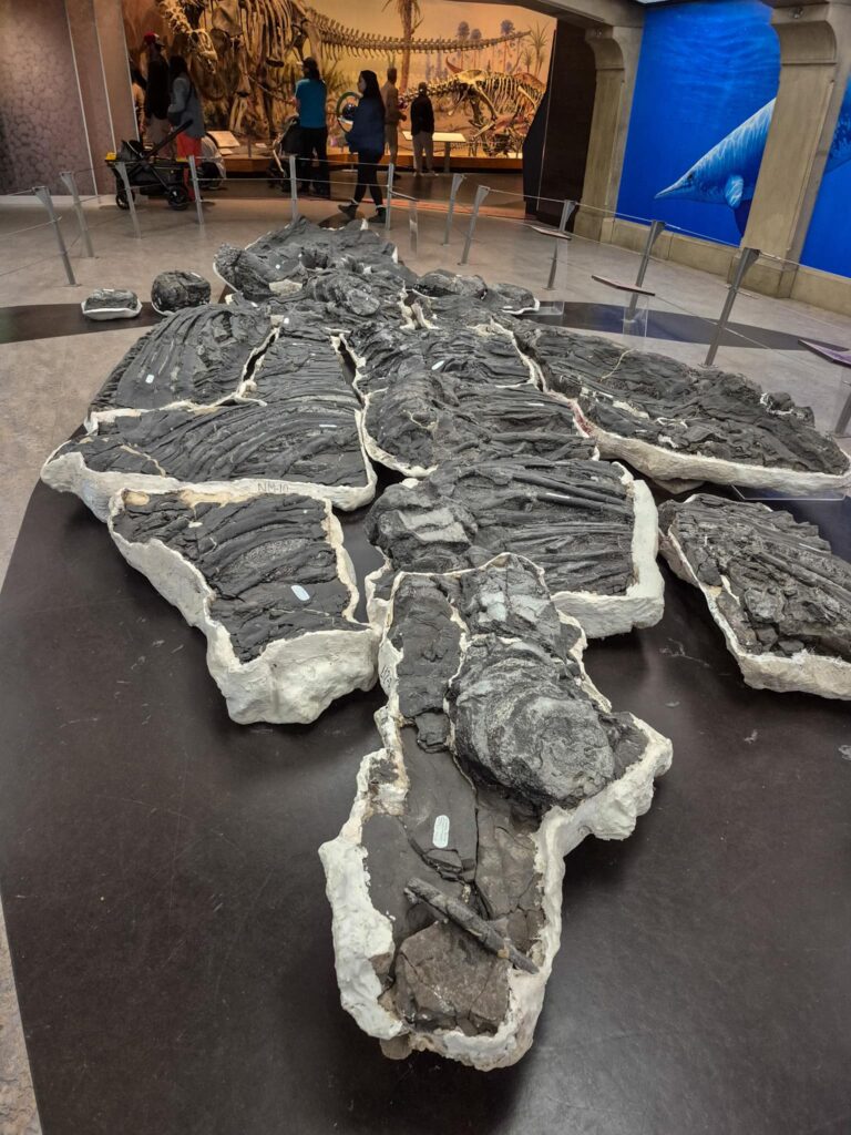 The huge ichthyosaur specimen from the Royal Tyrrell Museum.